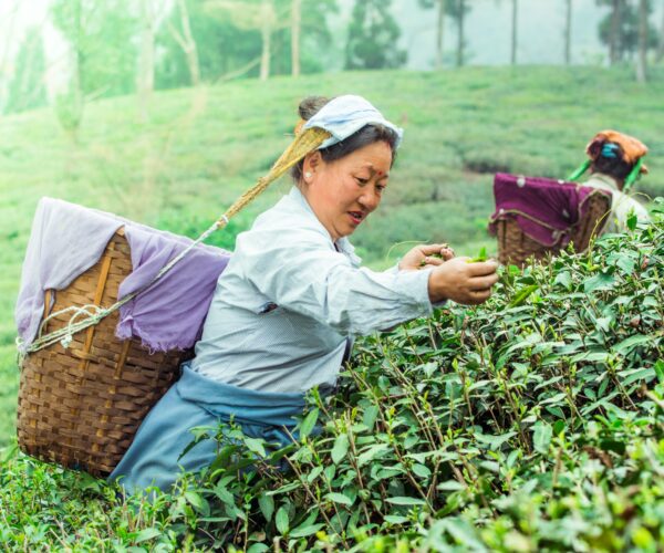Darjeeling Tour – Queen of the Hills